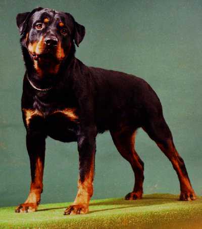 Kluge at 18 months old