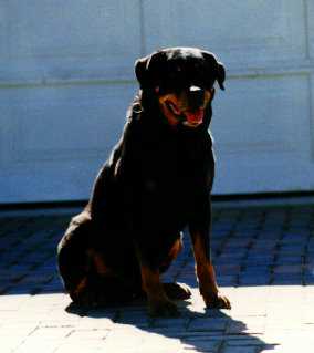 Kluge sunning himself
