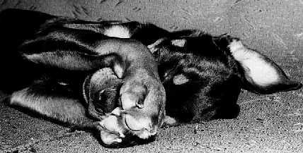 Oh, I just can't bear to watch!
