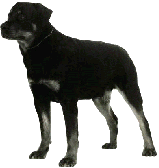 Kluge at 10 Months Old